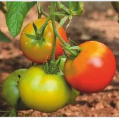 HY TOMATO BS-3001